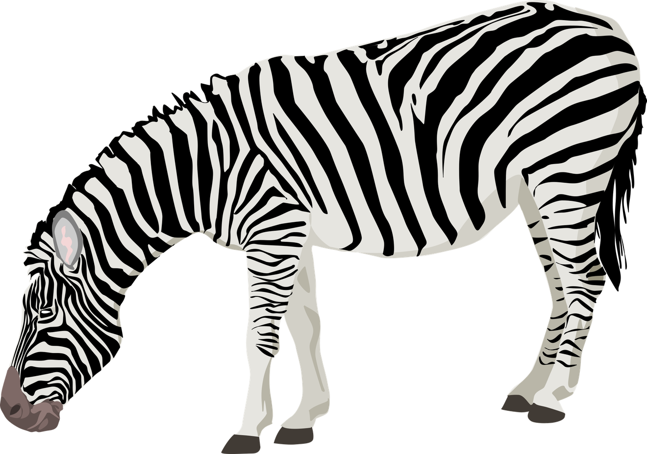 Zebra Png Photos (black, beige)