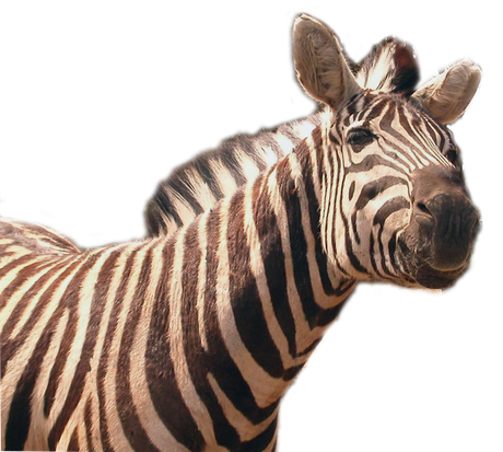 Zebra Png Transparent File (black, gray)