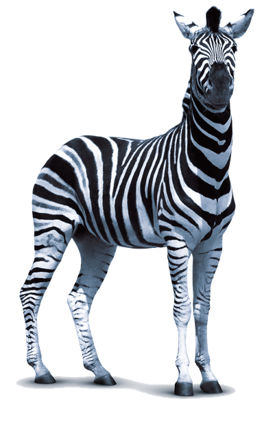 Zebra Png Transparent Photo (black, indigo, white)