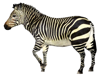 Zebras Png File (black)