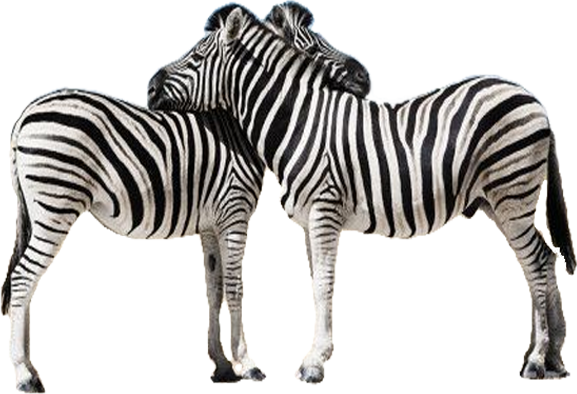 Zebras Png Hd Isolated (silver, lavender, white, gray)