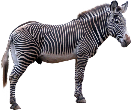 Zebras Png Hd (black)