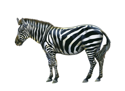 Zebras Png Image (black, gray)