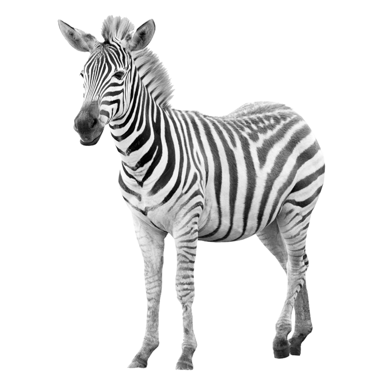 Zebras Png Isolated File (lavender, white)