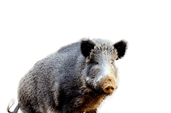 Peccaries Png Clipart (black, gray)