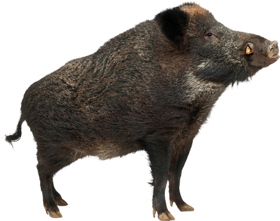 Peccaries Png Image (black)