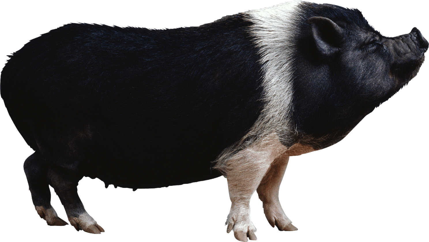 Peccaries Png Isolated Hd (gray, black)