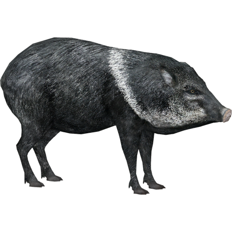 Peccaries Png Isolated Image (black)