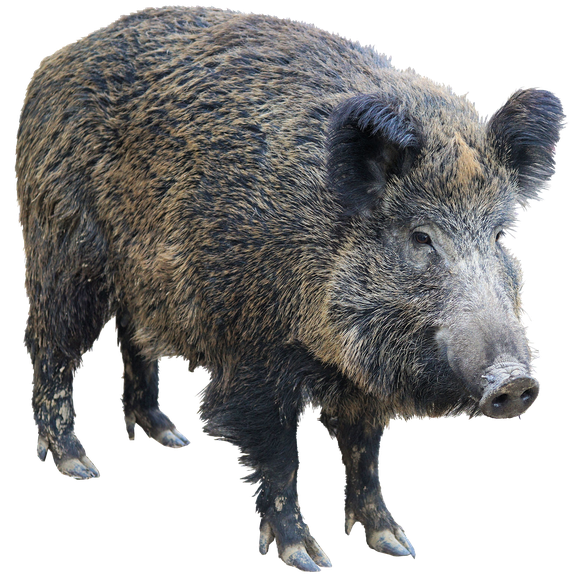 Peccaries Png Photo (black, indigo)