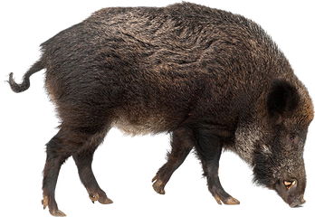 Peccaries Png Photos (black)