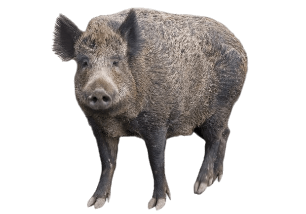 Peccaries Png Pic (gray)