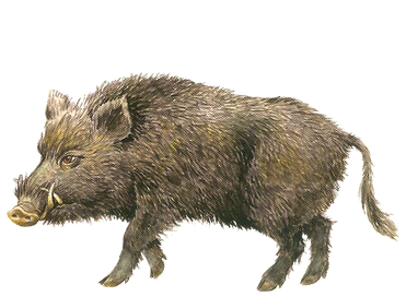 Peccaries Png Picture (black, gray)