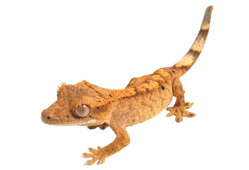 Gecko (chocolate, black, salmon, gray)