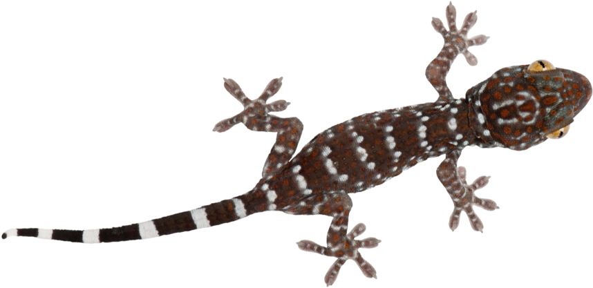 Gecko Png Background (black)