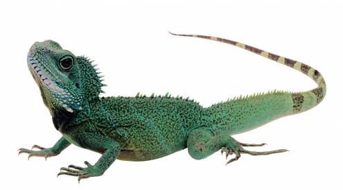 Gecko Png Clipart (black)