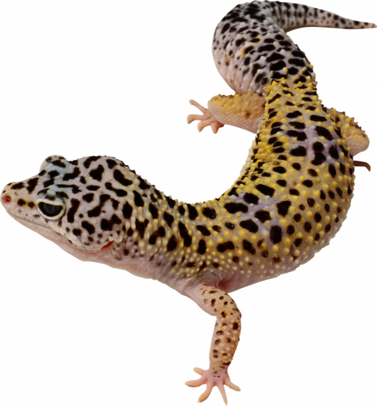 Gecko Png Cutout (black)