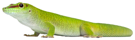 Gecko Png File (black, gray)