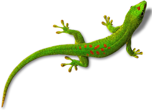 Gecko Png Free Image (black)