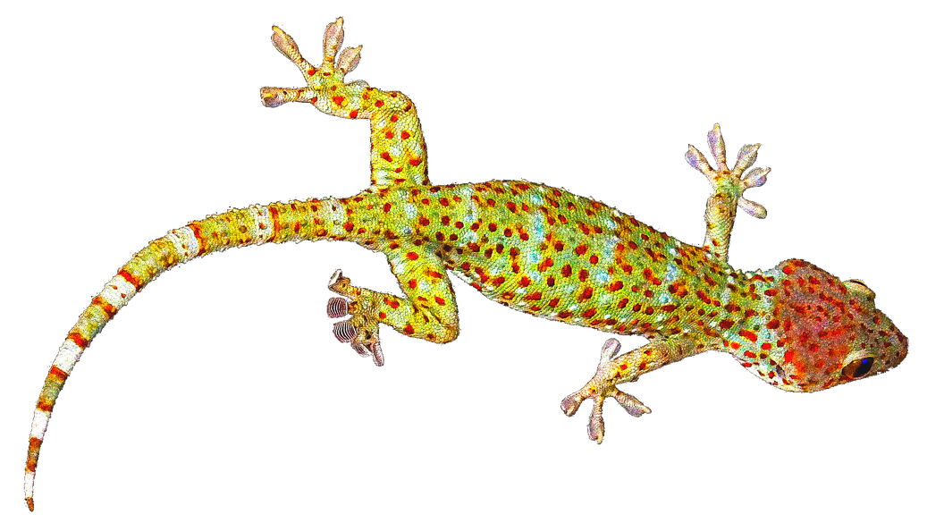 Gecko Png Image File (black)