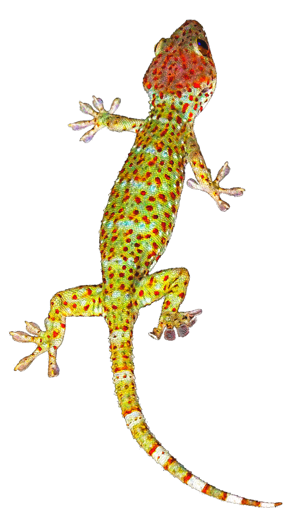 Gecko Png Image Hd (black)