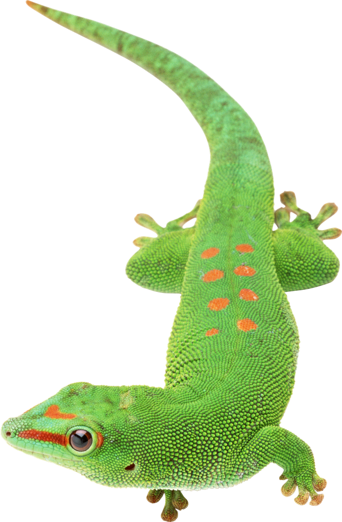 Gecko Png Images (black)