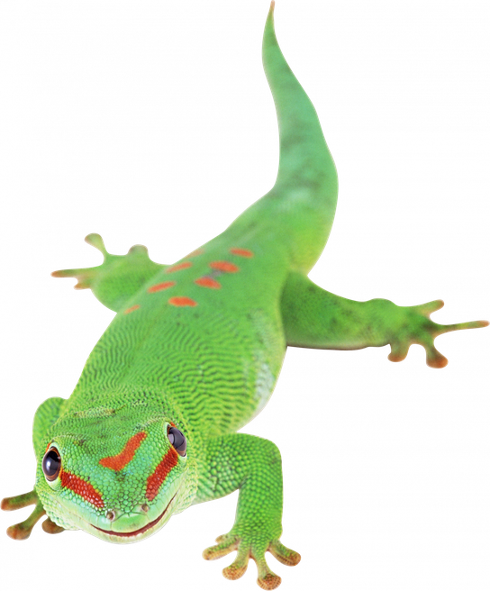 Gecko Png Photo (black, gray)