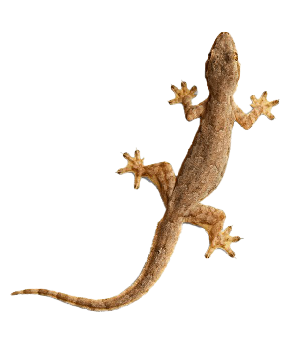 Gecko Png Picture (gray, white, silver)