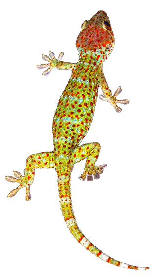 Geckos Background Png (black)