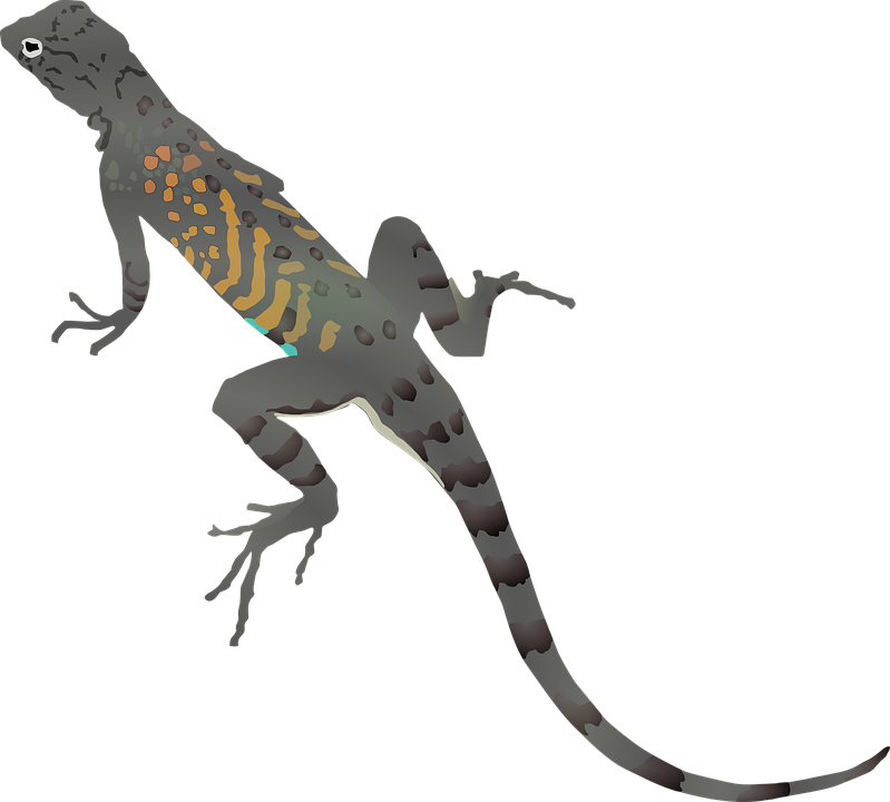 Geckos Download Png Image (black, gray)