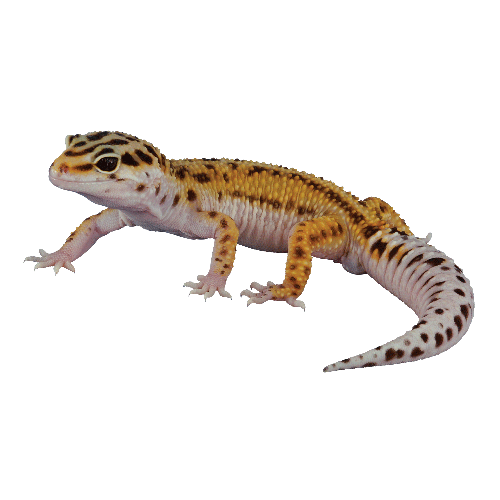 Geckos Png Background Image (black)