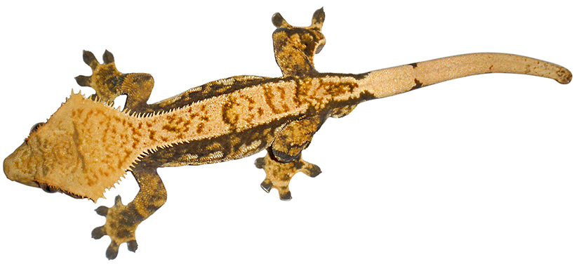 Geckos Png Clipart (black)