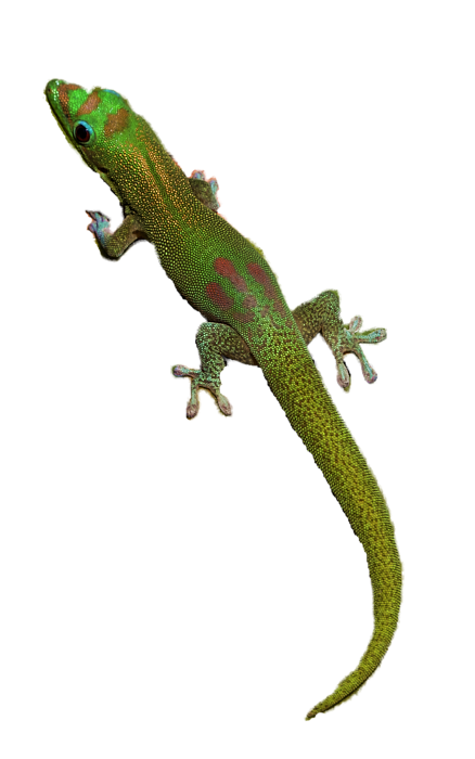 Geckos Png File (black)