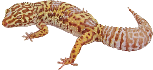 Geckos Png Image (black, silver)