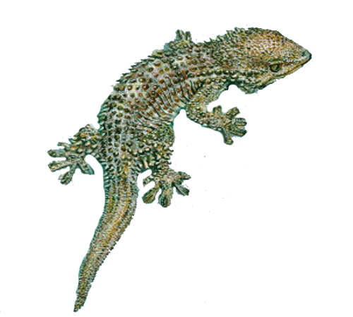 Geckos Png Photos (white)