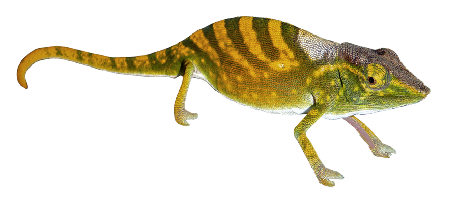 Geckos Png Pic (black, olive)