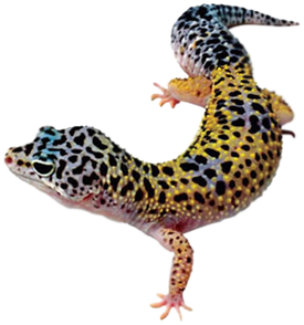 Geckos Png Transparent Hd Photo (black)