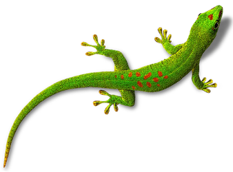 Geckos Transparent Background (black)