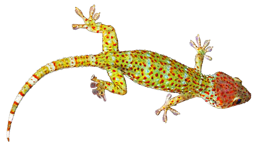 Geckos Transparent Images Png (black)