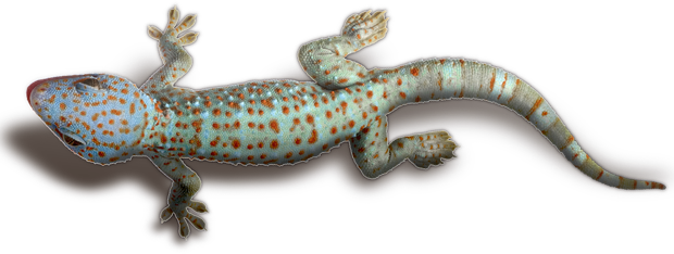 Geckos Transparent Png (black)