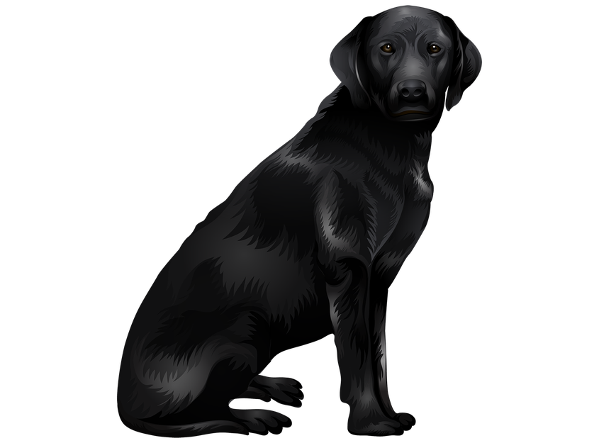 Vector Black Labrador Dog Transparent Png (black)