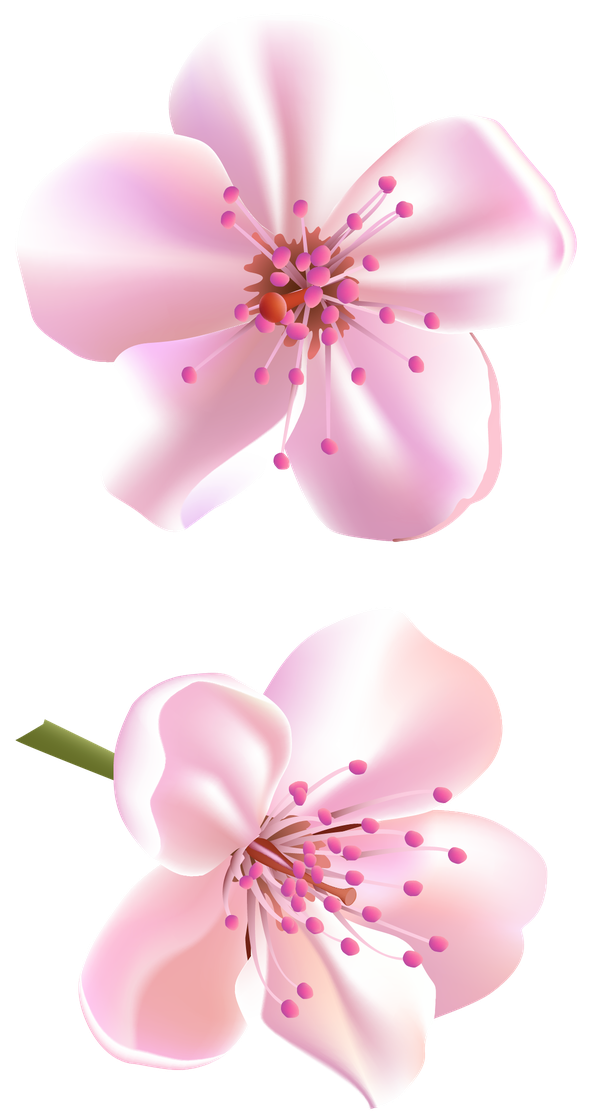 Vector Blossom Flower Transparent Png (black, white, pink)