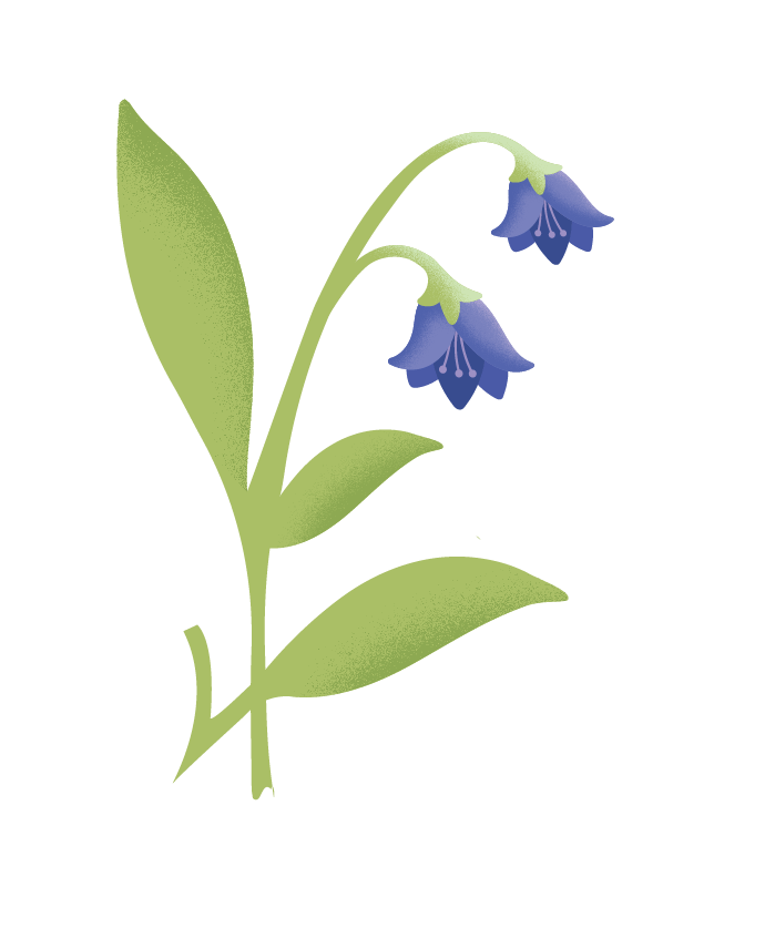 Vector Bluebells Png Clipart (gray)