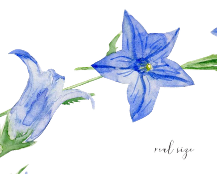 Vector Bluebells Png File (black)