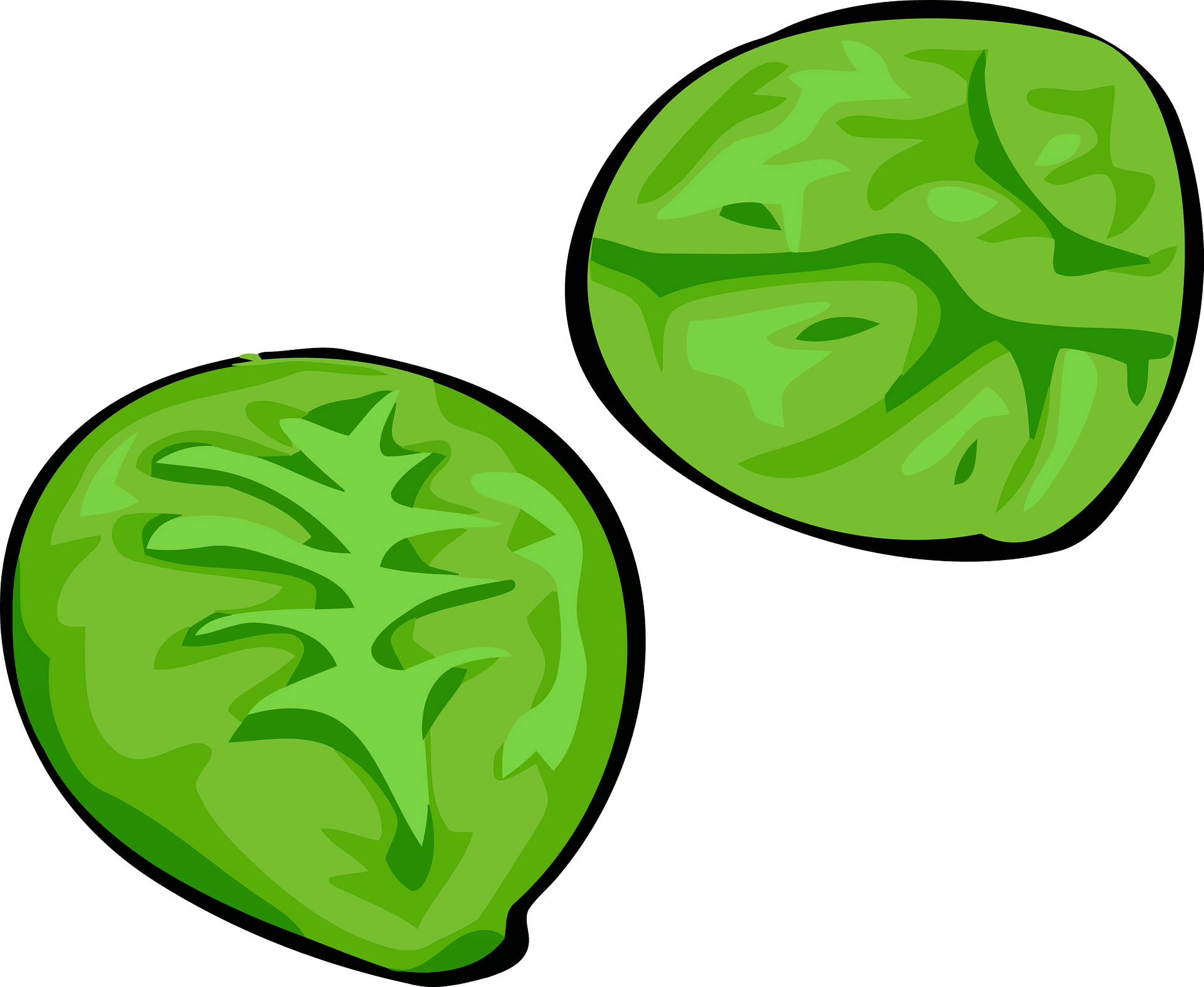 Vector Brussels Sprouts Png Image (gray, olive)