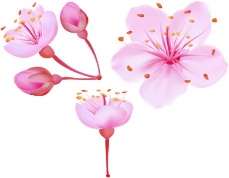 Vector Cherry Blossom Flower Transparent Png (black, lavender)