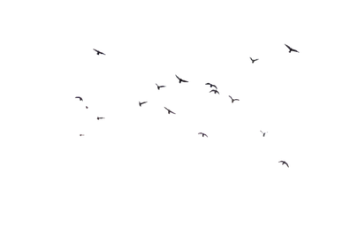 Vector Flock Of Birds Png Transparent Image (black)