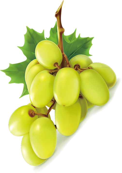 Vector Green Grapes Png Photos (gold, black)