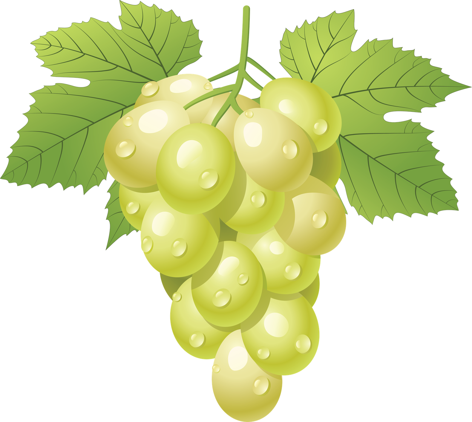 Vector Green Grapes Transparent Background (gray, gold, silver, black)