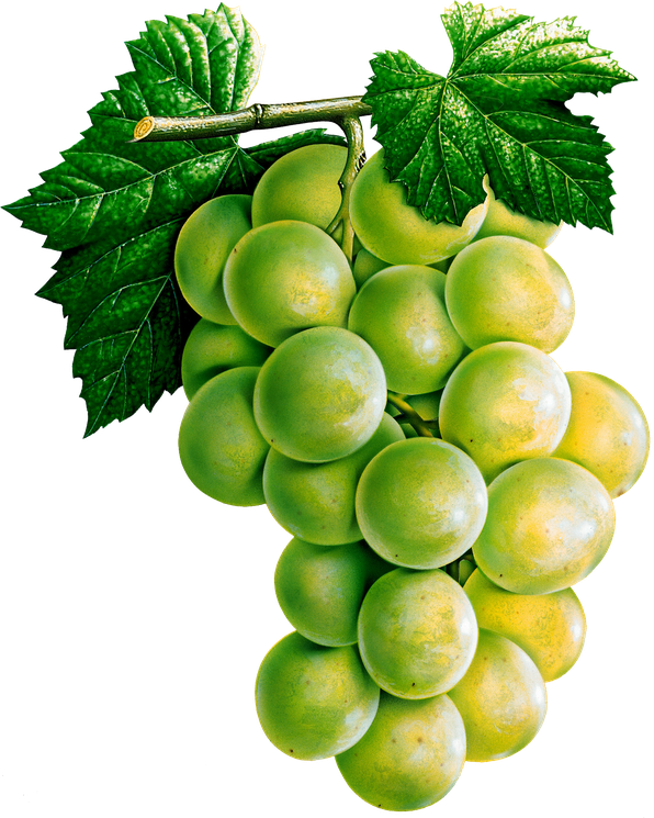 Vector Green Grapes Transparent Png (green, black)