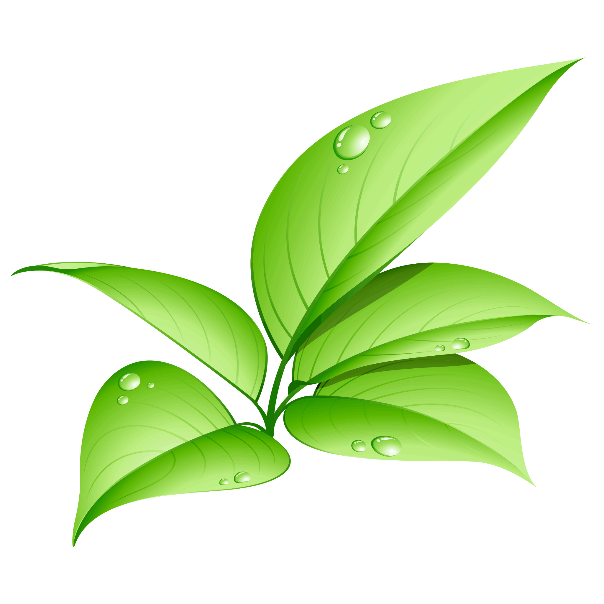 Vector Green Leafs Png Pic (mint, white, gray, olive)